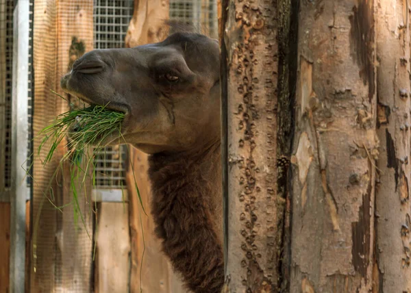 Горбатый Верблюд Зоопарке Ест Траву — стоковое фото