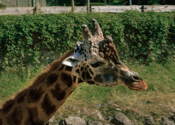 Rothschildi Girafa Longo Pescoço Animal — Fotografia de Stock