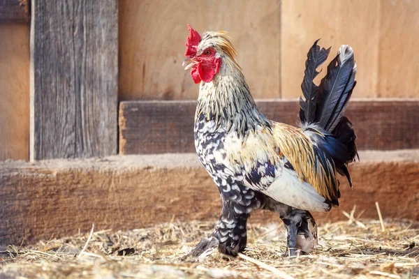 Little Rooster Feather Trousers Walking Hen House Old Boards Background — Stock Photo, Image