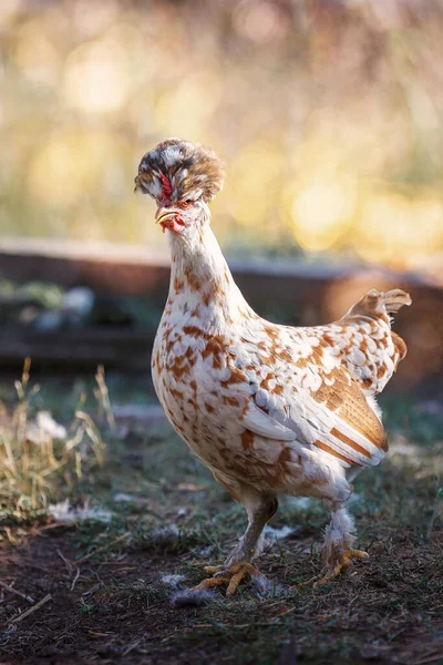 田舎の庭で鶏 日の写真に対する村の草の中に編 ガラス ガラス ドメスティック 養鶏有機農場 有機農業 — ストック写真