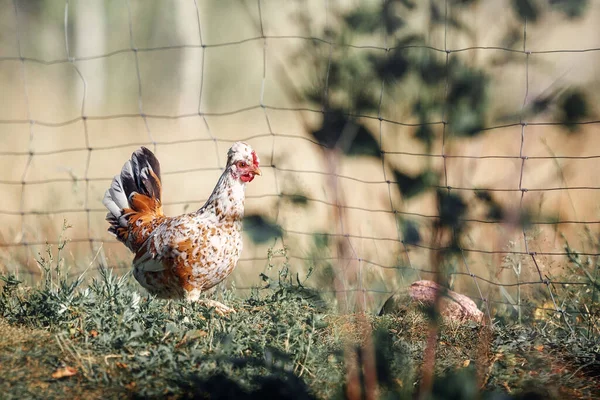 Окрашенная Маленькая Курица Свободно Гуляет Дикой Природе — стоковое фото