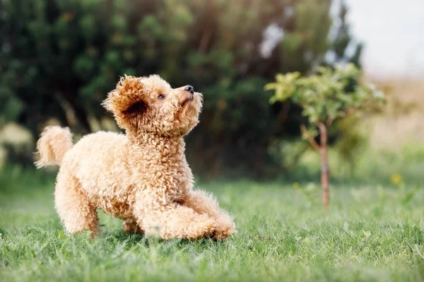 草の上を走る茶色いかわいいプードル子犬と検索アップ — ストック写真