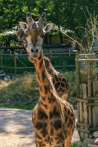 Two Rothschildi Giraffe Long Neck Animal — Stock Photo, Image