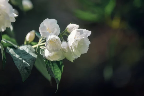 Beautiful White Jasmine Flowers Dark Background — Stock Photo, Image