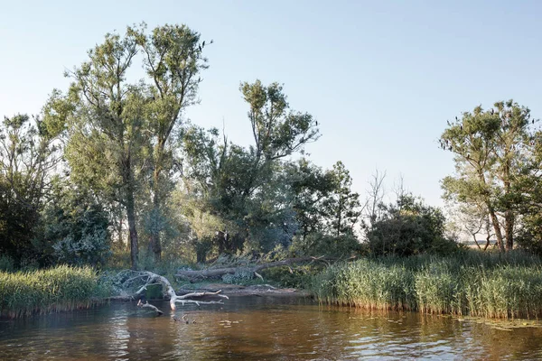 河里倒了一棵枯萎的老树 树梢上长了很多角蚁 — 图库照片