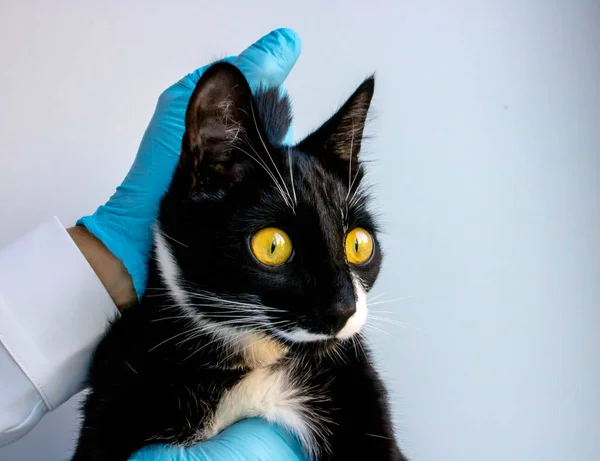 Kočka Veterinárním Lékařem Veterináři Prohlídka Zvířete — Stock fotografie