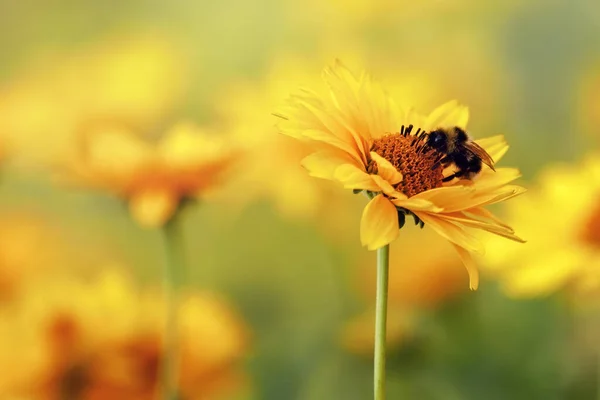 Coneflower Amarelo Echinacea Com Bumblebee Close Bokeh Amarelo Ensolarado Borrado — Fotografia de Stock
