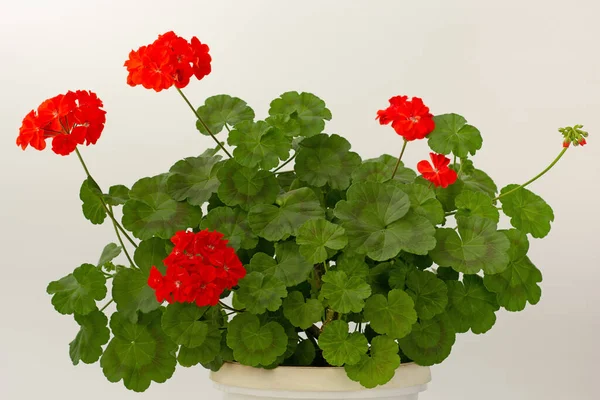 Blommande Geranium Buske Bakgrunden — Stockfoto