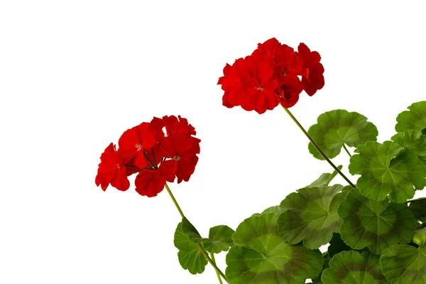 Blühender Geranienzweig Mit Roten Blüten — Stockfoto