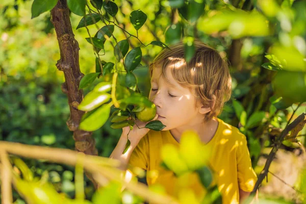 Anak Manis Kebun Mengumpulkan Jeruk Keprok — Stok Foto