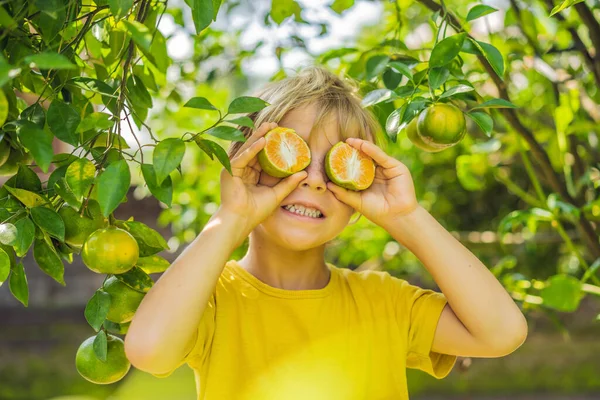 Cute Boy Garden Collects Tangerines — Stock Photo, Image