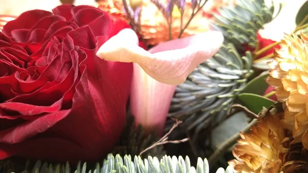 一片郁郁葱葱的红色玫瑰 周围环绕着绿色的枝条和装饰品 — 图库照片