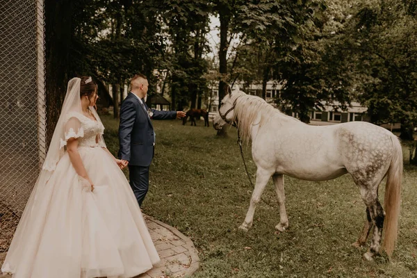 Newlyweds Holding Hands Look Stand White Horse — Stock Photo, Image
