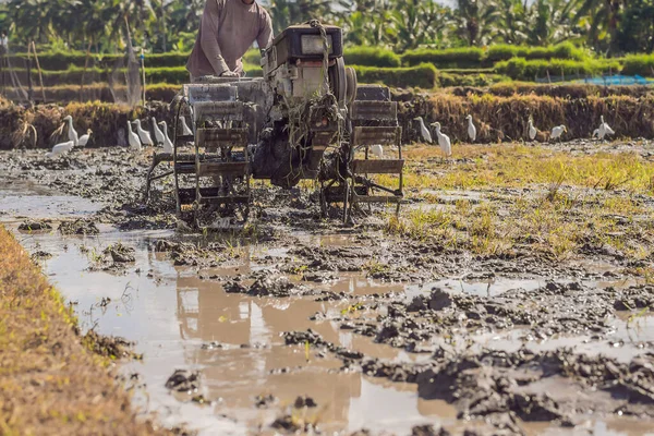 在阳光明媚的日子用绿色稻田行走拖拉机 — 图库照片