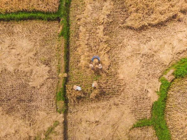 Γεωργός Που Φυτεύετε Στις Γεωργικές Εκτάσεις Βιολογικού Ρυζιού — Φωτογραφία Αρχείου
