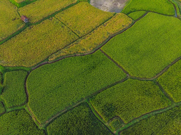 Rice Terrace Aerial Shot Image Beautiful Terrace Rice Field — Stock Photo, Image