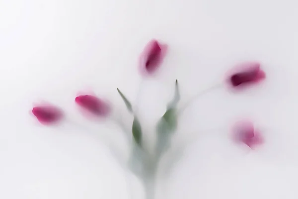 魔法蒸气雾中的一束红花 — 图库照片