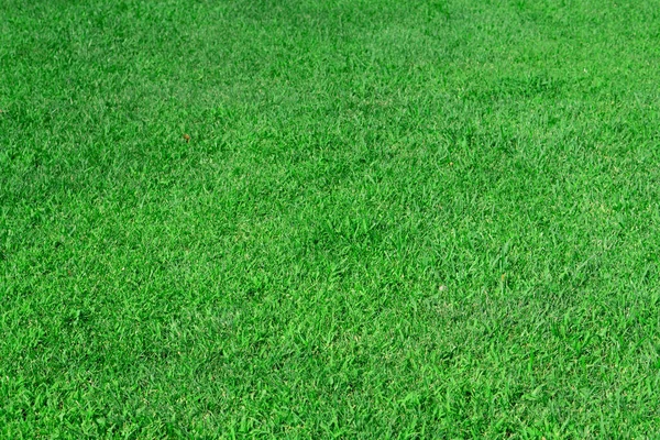 Green Lawn Grass Park Area Texture Background — kuvapankkivalokuva