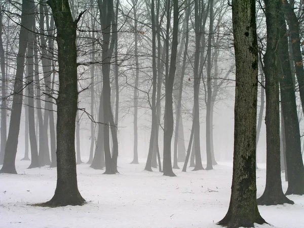 Forest Foggy Day Snow — Stock Photo, Image