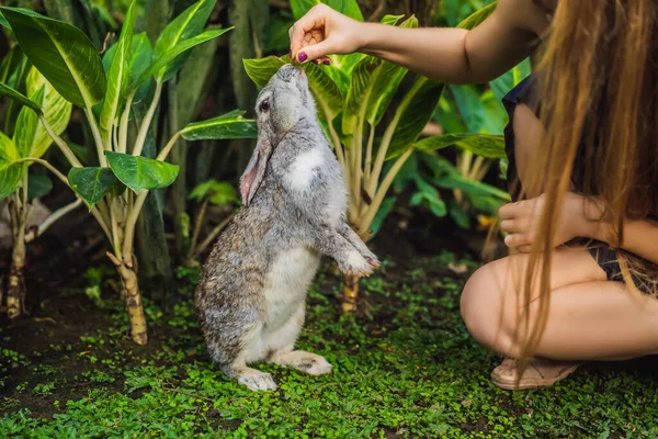 ウサギを抱いた女ウサギ動物の化粧品試験 残酷な自由と停止動物虐待の概念 — ストック写真