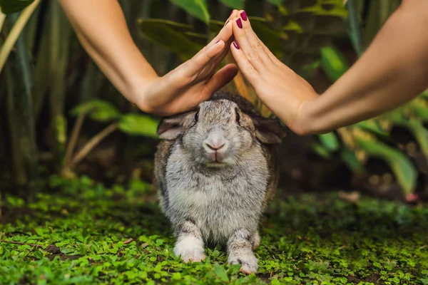 手はウサギを守るウサギ動物の化粧品試験 残酷な自由と停止動物虐待の概念 — ストック写真