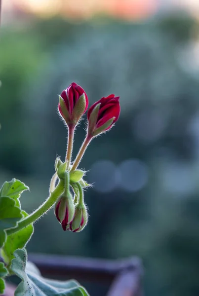 Una Mirada Cercana Hermosos Brotes Rojos Hojas Verdes Pelargonium Flor —  Fotos de Stock