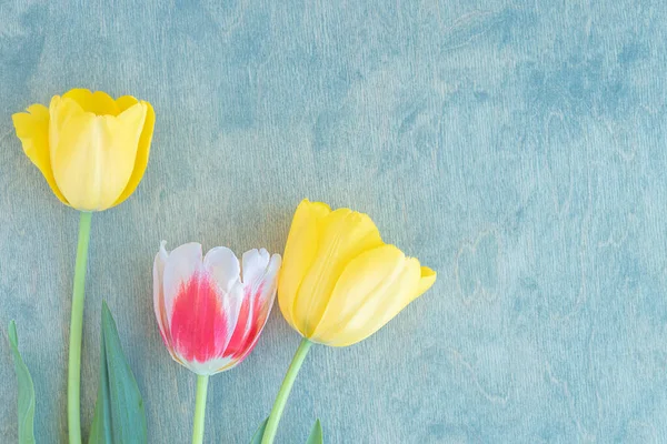floral and summer background. three colorful tulips on a green wooden table with space for text. flat lay