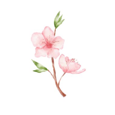 Branch of Cherry blossom illustration. Watercolor painting sakura isolated on white. Japanese flower