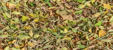 Sonbahar yaprakları doku. Sonbahar parkta fotoğrafı