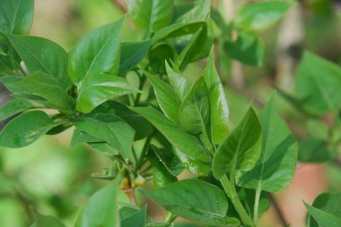Leylak bir bahar akşamında ayrılır.