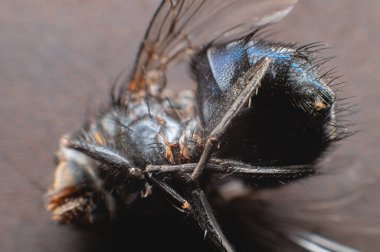 Extremely close-up of a dead fly covered with dust particles. Shallow depth of field dead insects