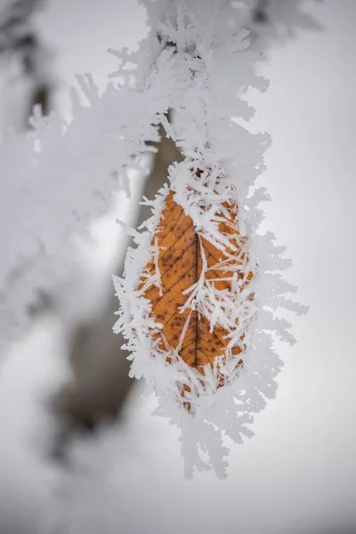 Hoar Frost Leaf — Stock Photo, Image