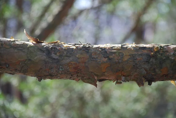 松枝的一部分粗壮的 水平生长的松枝的一部分 — 图库照片
