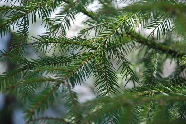 Groene Takken Van Een Jonge Kerstboom Onder Lentezonnestralen — Stockfoto