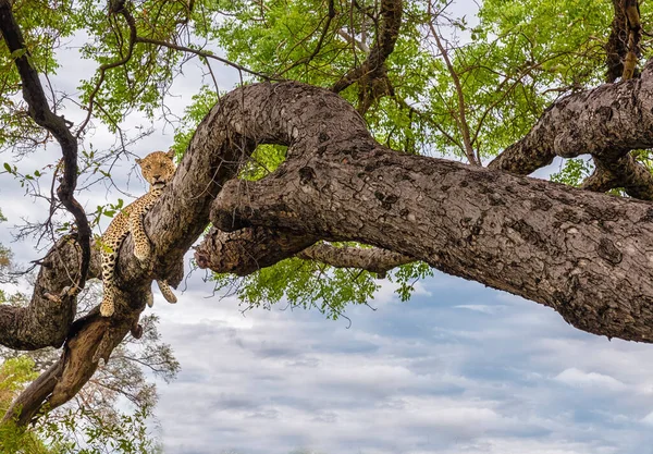Gepard Gałęziach Drzewa Gepard Drzewie Serengeti Tanzania — Zdjęcie stockowe