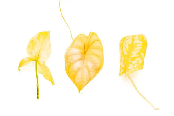 Ένα Μάτσο Κίτρινα Φύλλα Διαφορετικών Φυτών Του Σπιτιού — Φωτογραφία Αρχείου