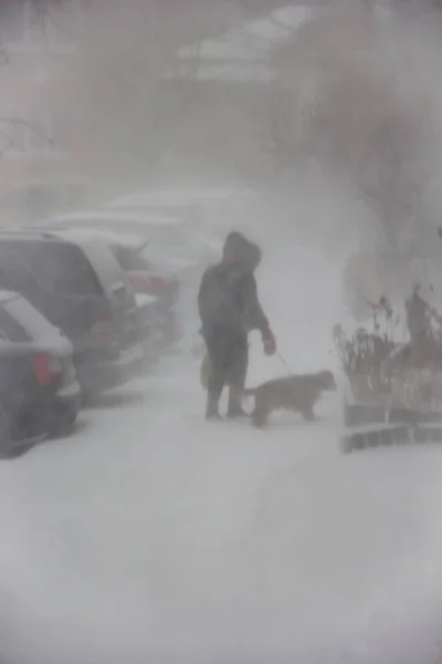 Spaziergänger Mit Hund Winter Ein Schneesturm Der Stadt — Stockfoto