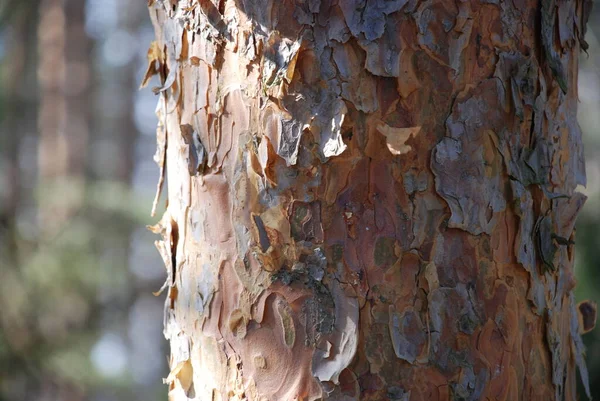 阳光照射下的松树的棕色树干 — 图库照片