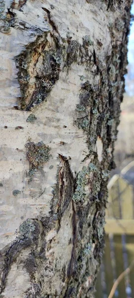 Orta Büyüklükte Bir Huş Ağacının Yakın Çekimi — Stok fotoğraf