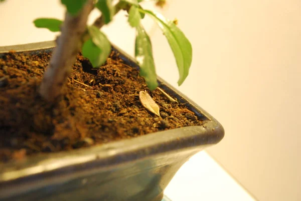 Liten Bonsai Träd Karmona Småbladig — Stockfoto