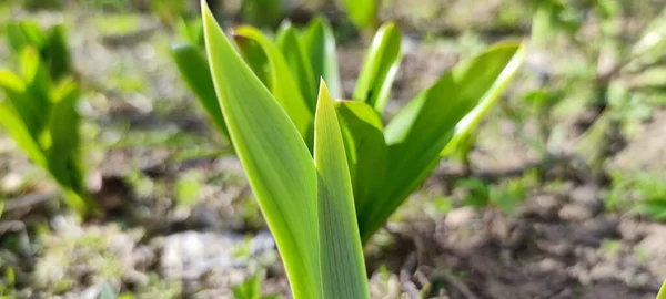 Young Broad Leaves Tulips Grow Out Ground — Stock Photo, Image
