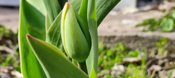 Green Tulip Has Yet Opened — Stock Photo, Image