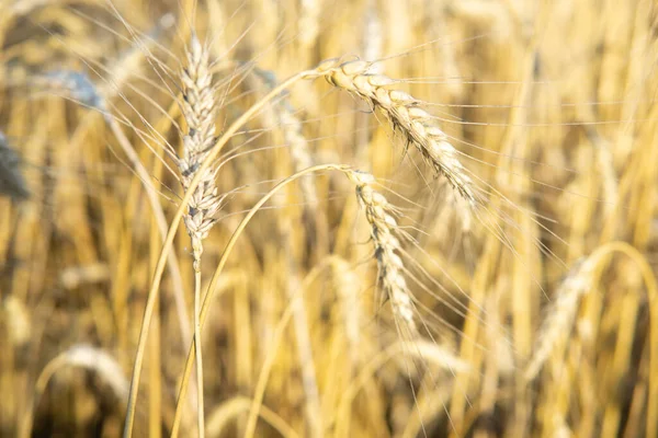 Ears Wheat Growing Field Concept Harvesting — Stock fotografie
