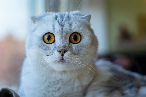 Szary Szkocki Kotek Zagiętymi Uszami Wnętrzu Domu Leży Ściółce — Zdjęcie stockowe