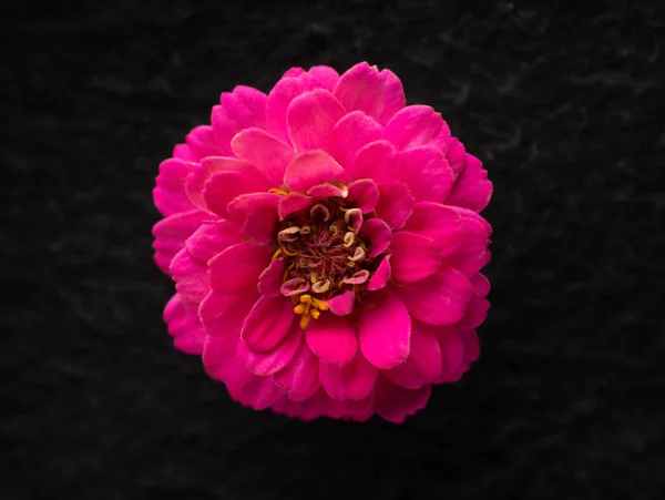 Siyah Arka Planda Çiçeğin Stüdyo Çekimi Yakın Çekim — Stok fotoğraf