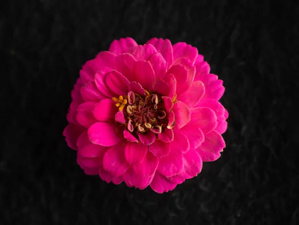 Studio Shot Flower Black Background View — Stockfoto
