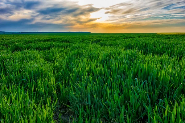 Renkli Gökyüzü Ile Genç Yeşil Buğday Tarlası Ile Gündüz Manzarası — Stok fotoğraf