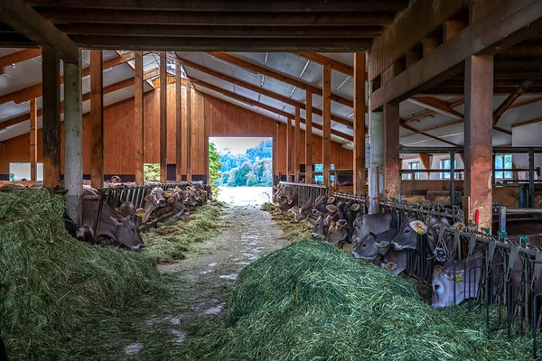 Αγελάδες Για Την Παραγωγή Γάλακτος Που Τροφοδοτεί Σανό Στάβλο Αγρόκτημα — Φωτογραφία Αρχείου