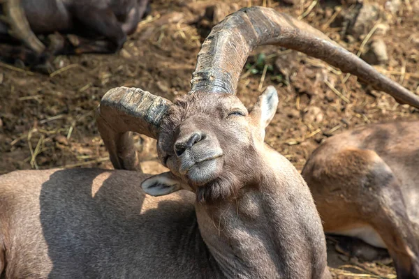 Alpine Ibex Mountain Goat Big Horns Standing Sunbathe — Stock Photo, Image
