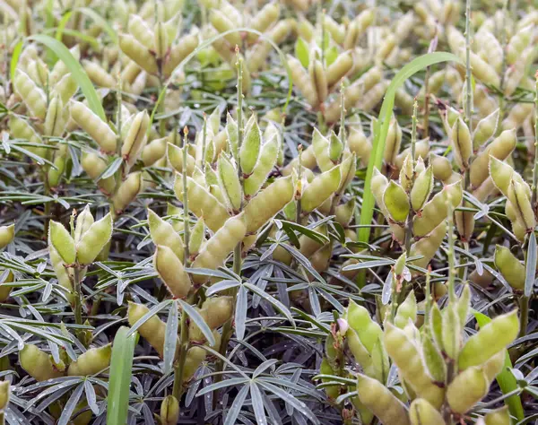 Groeien Een Groen Veld Jonge Planten Van Haver Lupine Erwten — Stockfoto